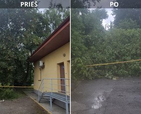 Pavojingo medžio pašalinimas