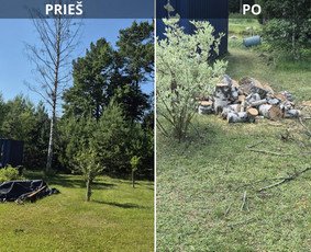 Medžio pašalinimas sodyboje